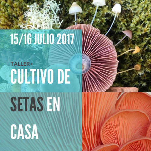 Taller Cultivo de Setas