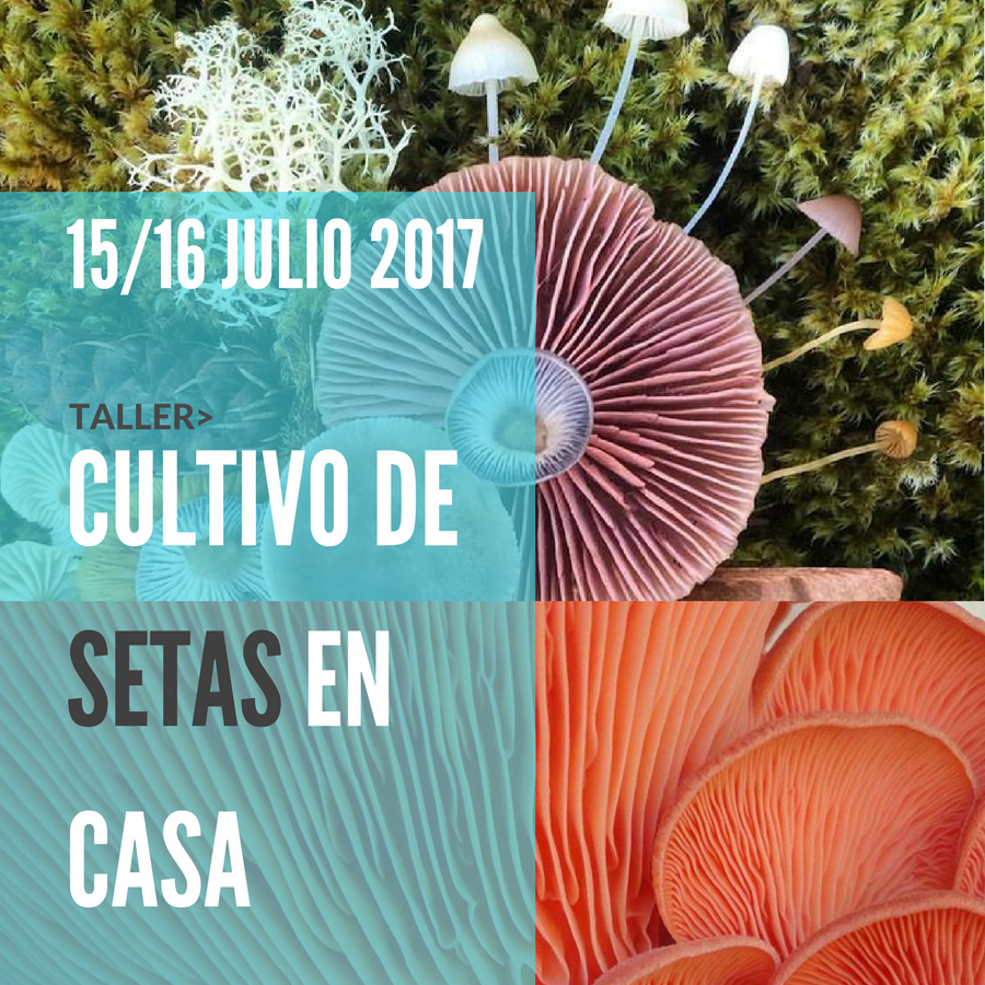 Taller Cultivo de Setas